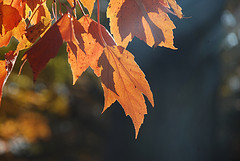 Fall Leaves Maine