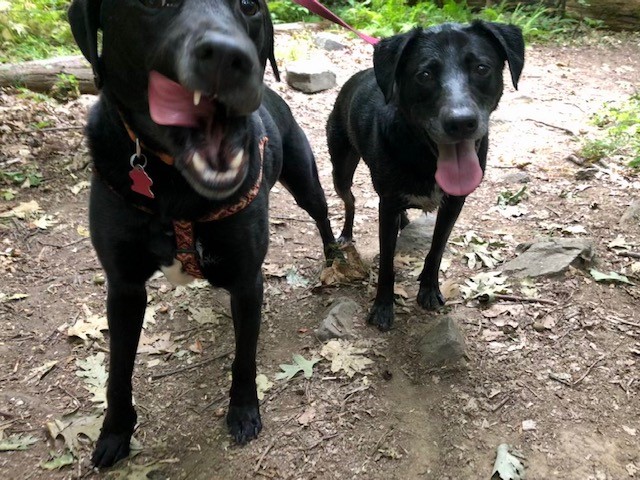Two happy black labs hiking outside.