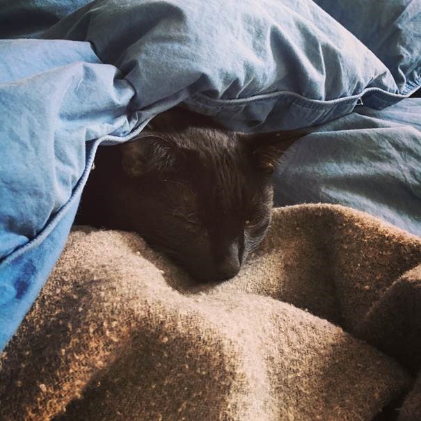 Black cat sleeping in blankets.