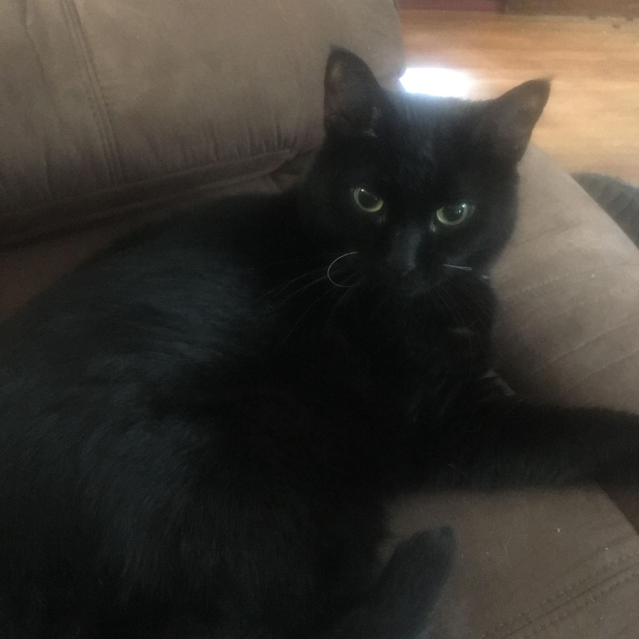 photo of Burnley, Artie's black cat