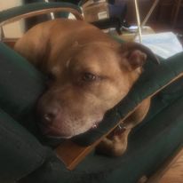 dog chewing on chair arm